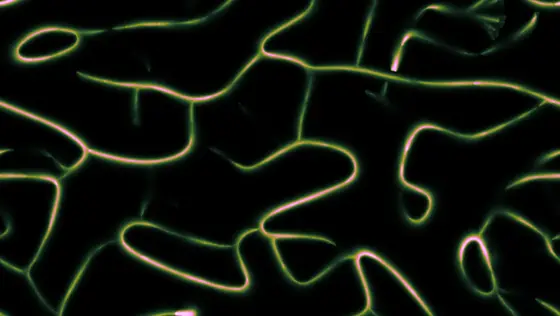 Physarum Slime Glsl